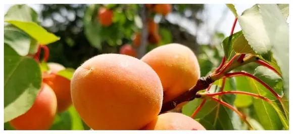 Happiness is the best medicine! Eat THESE fruits to stay happy