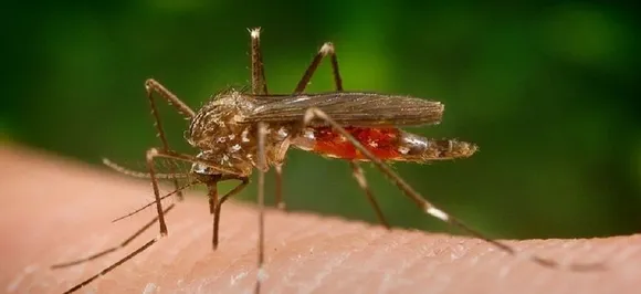 Six more die of Japanese Encephalitis in Assam, death count rises to 82