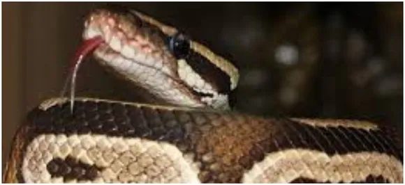 Do snakes love milk? Here's your ultimate guide to BUST cobras of myths