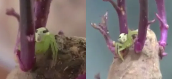 This spider with human-like face on back will creep you out, watch VIDEO 