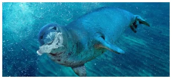 Climate change is making animals smaller says study 