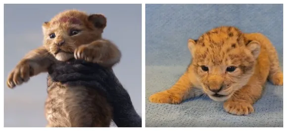 WATCH: Meet Bahati, the cub that was the model for Baby Simba in 'Lion King' remake
