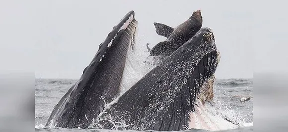 SPECTACULAR shot captures sea lion falling into mouth of whale