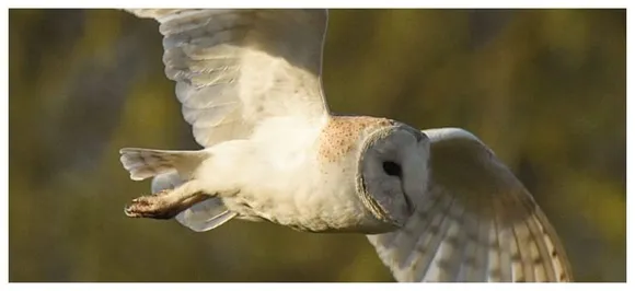 Barn owls may hold key to navigation, location devices: Study