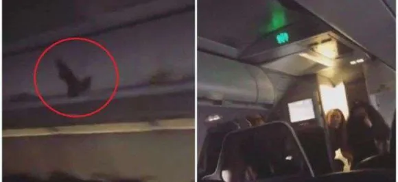  Scary! Bat hiding in overhead bin flies free through flight cabin; Watch video here