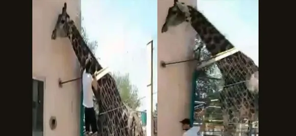 Watch: Drunk man climbs fence, jumps on giraffeâ€™s back for a ride at zoo