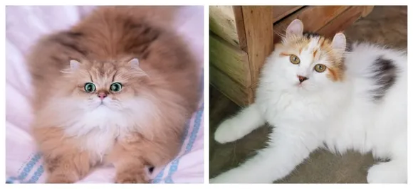 International cat day 2019: Most expensive breeds you can get today