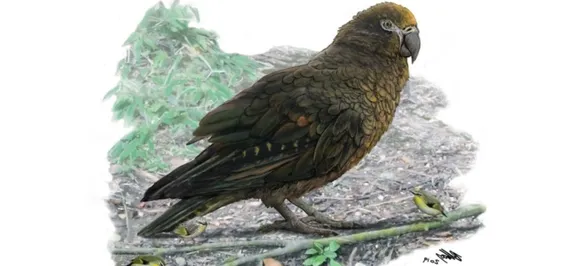 OMG! Remains of giant parrot discovered in New Zealand: Details inside 