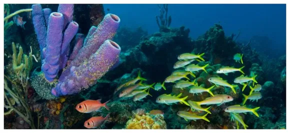 Heatwaves kill coral reefs far faster than thought: study