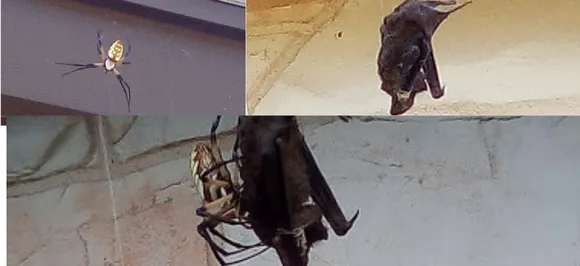 WARNING: Not for faint-hearted, SPIDER chokes and engulfs BAT in Texas, video inside