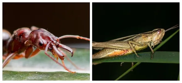 Eating ants, grasshopper could protect you against Cancer, study finds