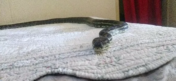 Python falls from ceiling to bed, pictures will definitely leave you scared