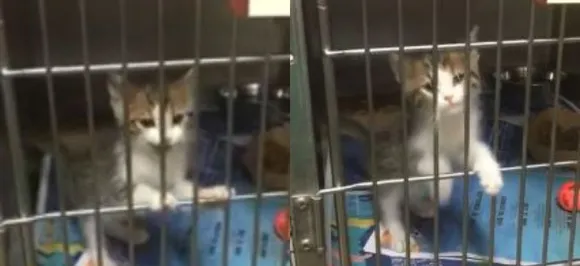 Kitten that â€˜quacksâ€™ like a duck instead of meowing leaves internet impressed!