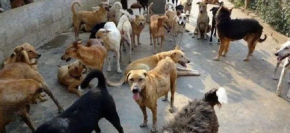 Selective Breeding For Traits Altered Dogs' Brains: Study 