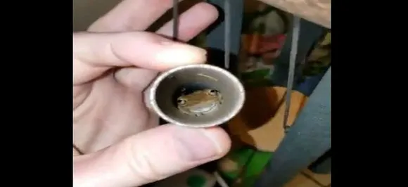 Florida Man Finds Frogs Hiding In Wind Chime Ahead Of Hurricane Dorian