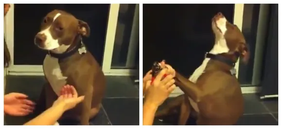 Pitbull Doggo Delivers Oscar-Worthy Performance Of â€˜Fake Faintingâ€™ To Avoid Nail Trimming, WATCH