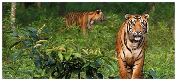 Delhi Zookeeper Left Without Finger After Tiger Claws It Off While Feeding It Water