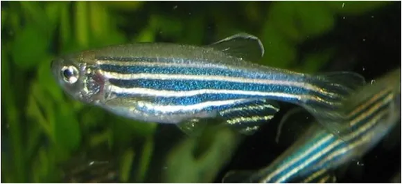 Zebrafish May Hold Key To Retina Regeneration: Study