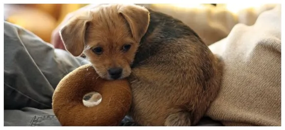 Does Your Dog Like Being Picked Up Like A Baby? 