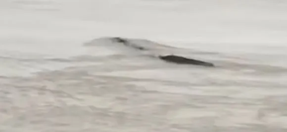 Mysterious Underwater Creature Called 'Three Gorges Water Monster' Reveals Itself  As Airbag!