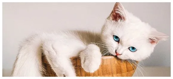 Cats Bond With Their Owners Equally Or Even More Than Dogs Do, Study Finds