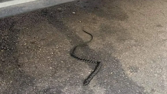 Woman Screams On Seeing â€˜Snakeâ€™ In Parking Lot, But it Was..