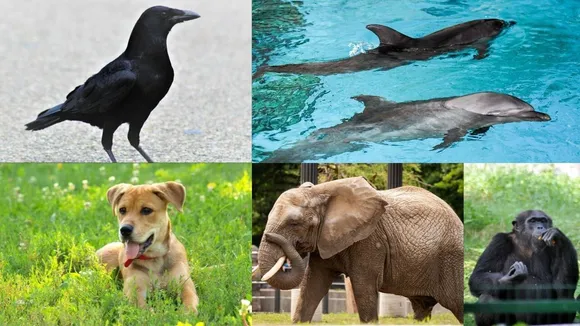 World Animal Day: 5 Most Intelligent Animals Who Never Fail To Amaze Us