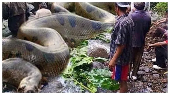 Fact Check: Did Worldâ€™s Largest Snake Kill 257 People?