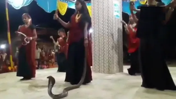 Gujarat Girls, Who Performed Garba With Cobra, Booked Under Wildlife Protection Act 