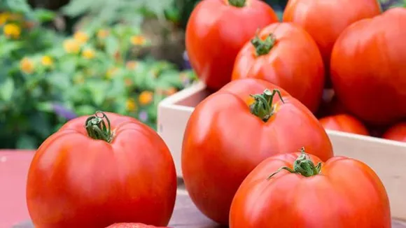 Delhi: Tomato Prices Continue To Rule High At Rs 60-80/Kg 