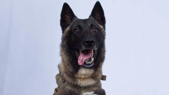 Hero Dog, Injured During Baghdadi Raid, Is Back To Duty: US General