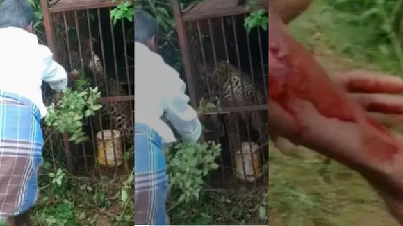 Watch: Man Tries to Feed Grass to Leopard, What Happens Next Will Stop Your Heart! 