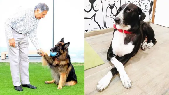 Ratan Tata's Heart-Warming Birth Anniversary Post For His Doggo Is PAWFECT 