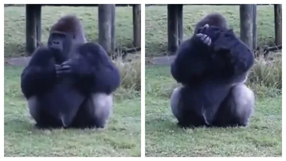 Rule Abiding Gorilla! Primate Tells Visitors To Stop Feeding Him Using Sign Language, WATCH 
