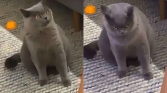 Watch: Internet Can't Get Over This 'Betrayed' Cat Watching Its Owner Bonding With New Kitten