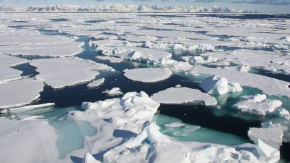 Arctic Melting May Be Unleashing Deadly Plague On Marine Mammals, Claims Study