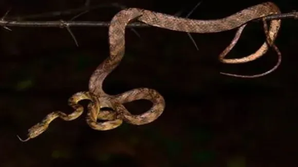 Chapter On Snakes To Be Introduced In West Bengal Secondary School Curriculum