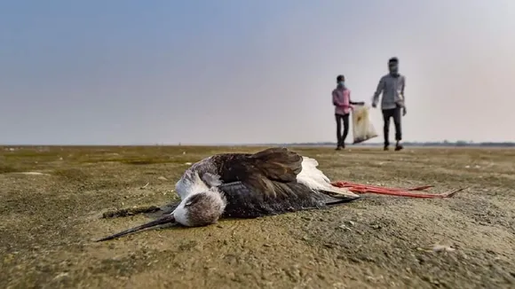 Over 10,000 Birds, Mostly Migratory, Found Dead Near Rajasthan's Sambhar Lake In A Week