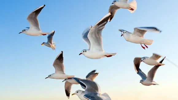Environmental DNA Test May Reveal Where Birds Flock Together, Claims Study