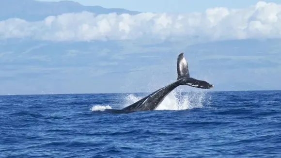 IS This Cool or WHAT! Blue Whaleâ€™s Heartbeat Recorded For Very First Time