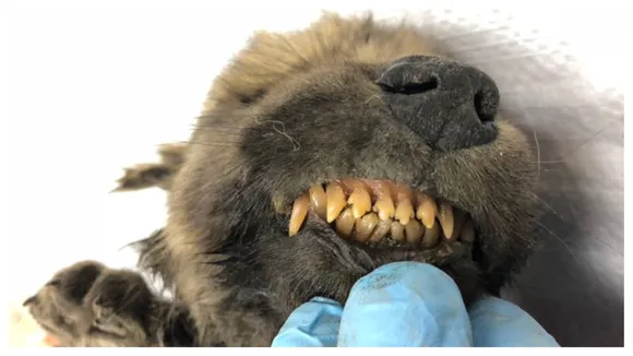 â€˜Remarkably Well Preserved' 18,000-Year-Old Canine Baffles Scientists