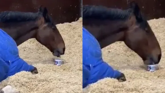 Watch: This Pampered Police Horse Refuses To Start His Day Without A Cup Of Tea