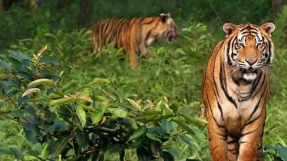 WATCH: Tiger Chases Tourist Vehicle in Ranthambore National Park