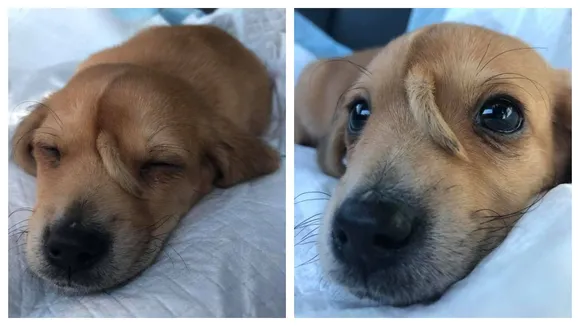 Narwhal, The â€˜Unicorn Puppyâ€™ Finds His Forever Home With His Rescuers