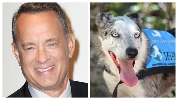 Tom Hanks Wants Disney To Make A Movie on â€˜Bearâ€™, The Dog Who Rescued Koalas From Australiaâ€™s Bushfire
