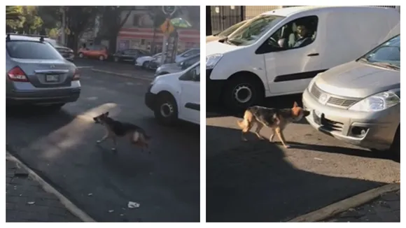 VIDEO: Heart-breaking Footage Shows Loyal Dog Running After Family Who Abandoned It