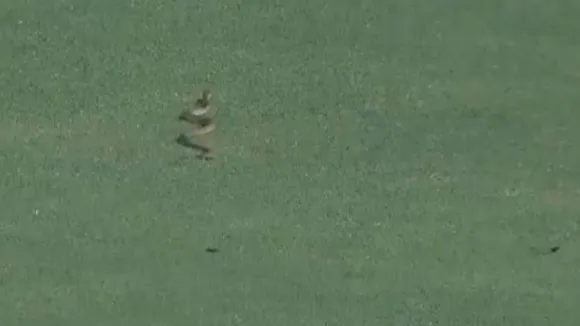 Snake Stops Play In Ranji Trophy Clash Between Andhra And Vidarbha - Not A Fake News