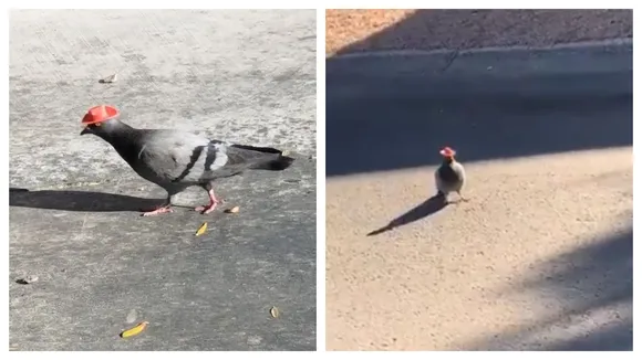 WATCH: Pigeons Wearing Tiny â€˜Coyboy Hatsâ€™ Spotted, Animal Activists Express Concern