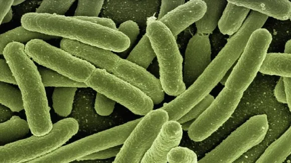 Vaccine Against Gut Bacteria Mobility May Protect Against Digestive Tract Ulcers: Study