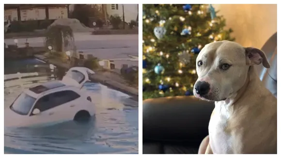 WATCH: â€˜Very Excitedâ€™ Dog Drives Owner's SUV Into Pond